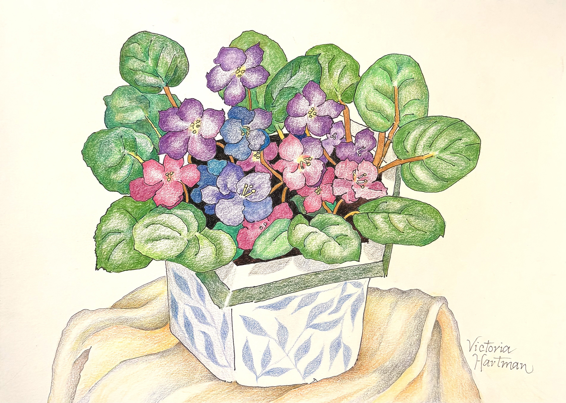 Victoria Hartman - African Violets - Color Pencil and Ink