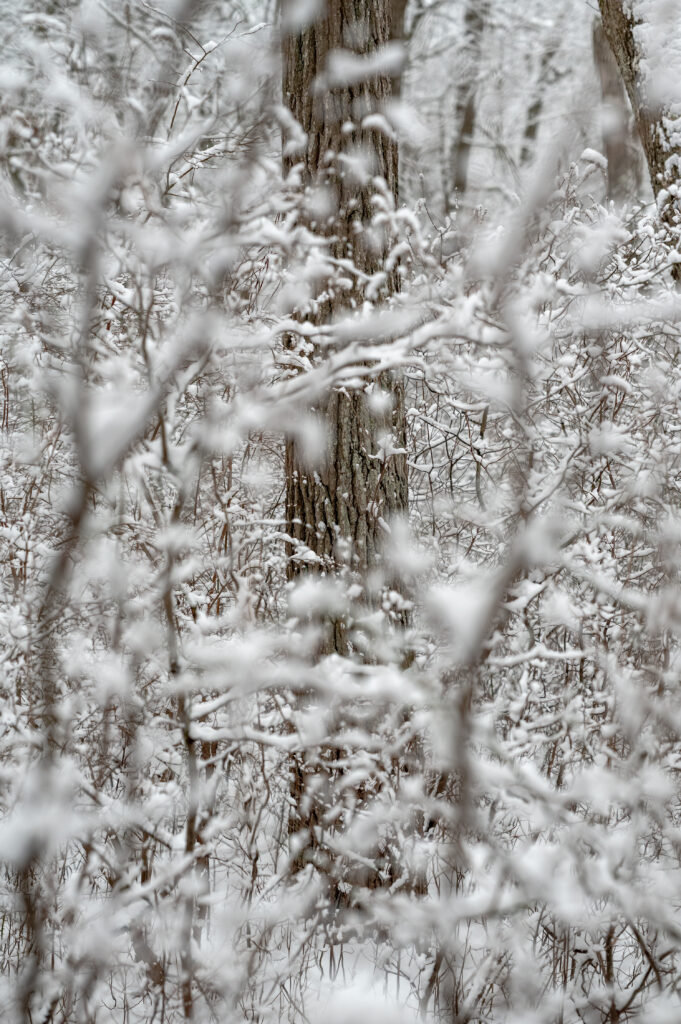 Whitney Bell-As We Dream