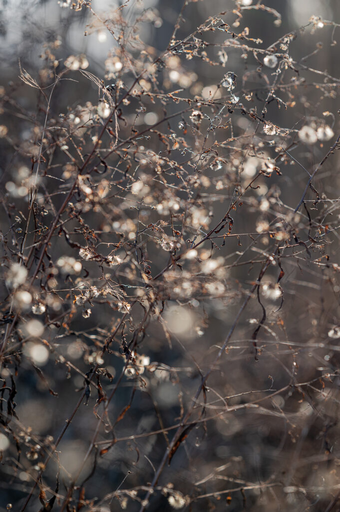 Whitney Bell-Sweet Nothing